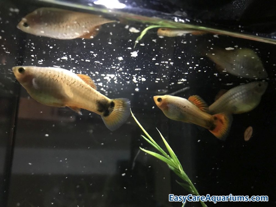 best food for platy fish