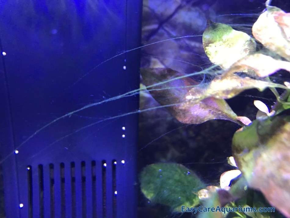 Is Hair Algae Bad For Fish? And How Do I Get Rid Of It? – Easy Care  Aquariums
