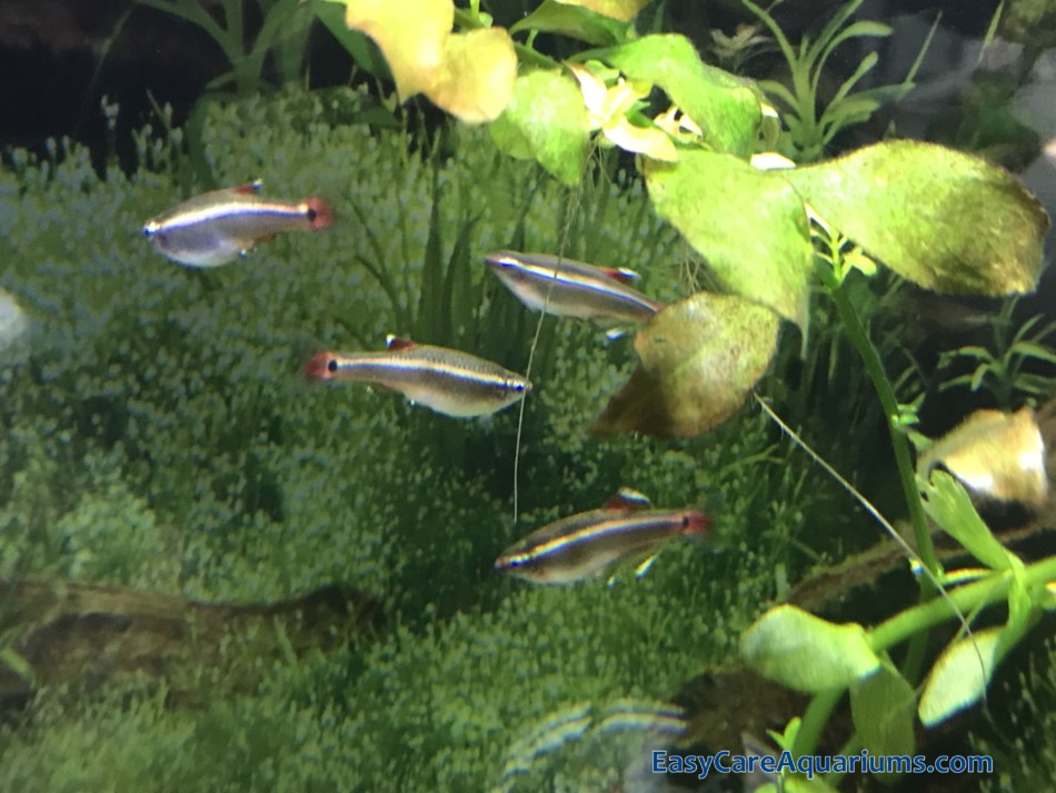 Do White Cloud Mountain Minnows Need A Filter?