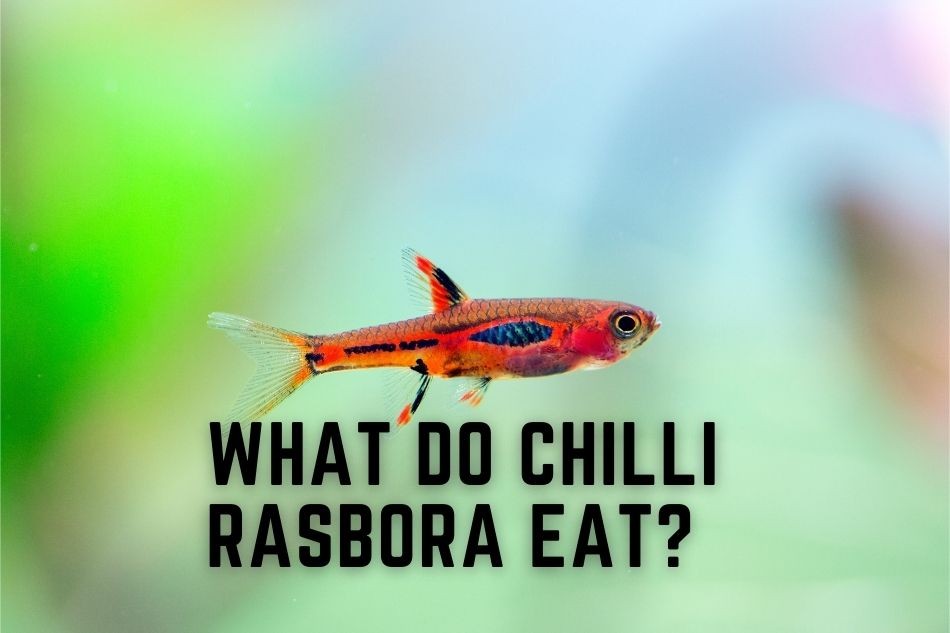 Picture of chilli rasbora fish