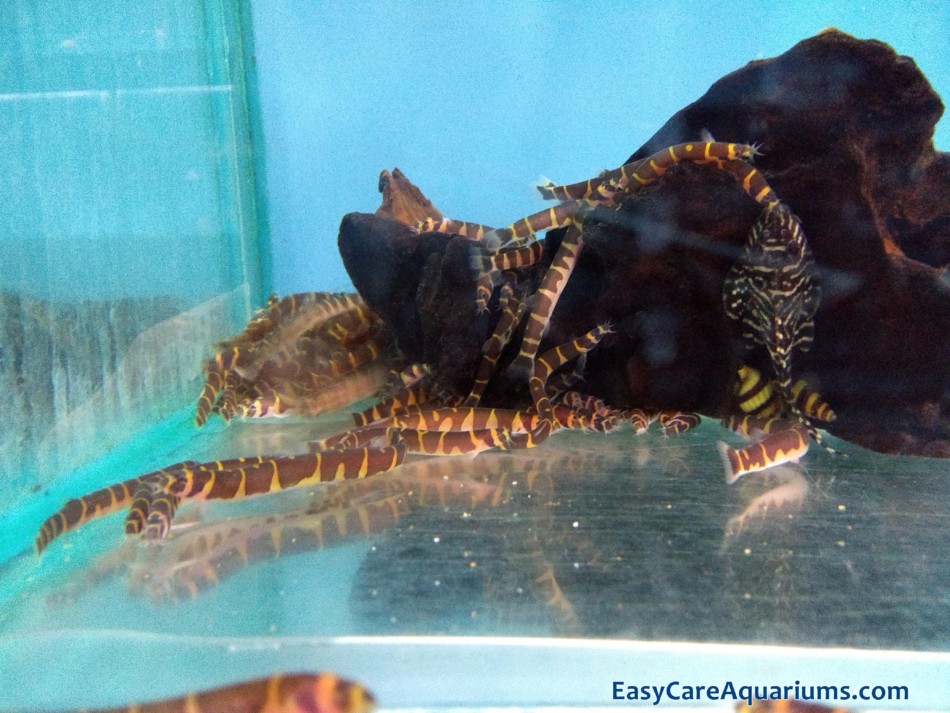 How to create Cobrinha Kuhli fish in an aquarium 