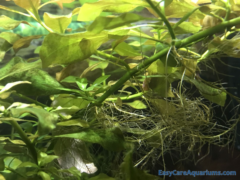 Best Tank Setup For Guppies – Easy Care Aquariums